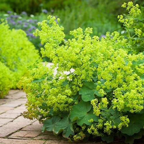 clumps of green lady's mantle or alchemilla mollis flowers growing along a path