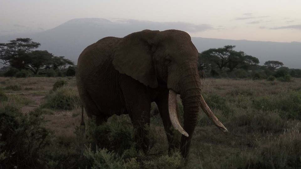 a male elephant with large tusks in Amboseli with Mount Kilimanjaro in the background