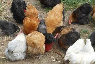 my flock of Pekin bantams explore the garden to scratch in the soil for seeds and insects