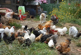 my flock of Pekin bantams explore the garden to scratch in the soil for seeds and insects