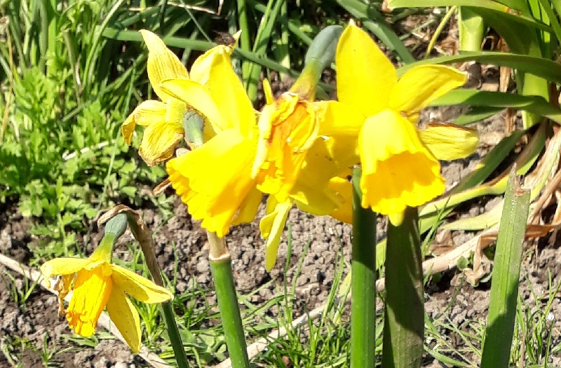 bright sun-yellow daffodils are the traditional spring flower bulb