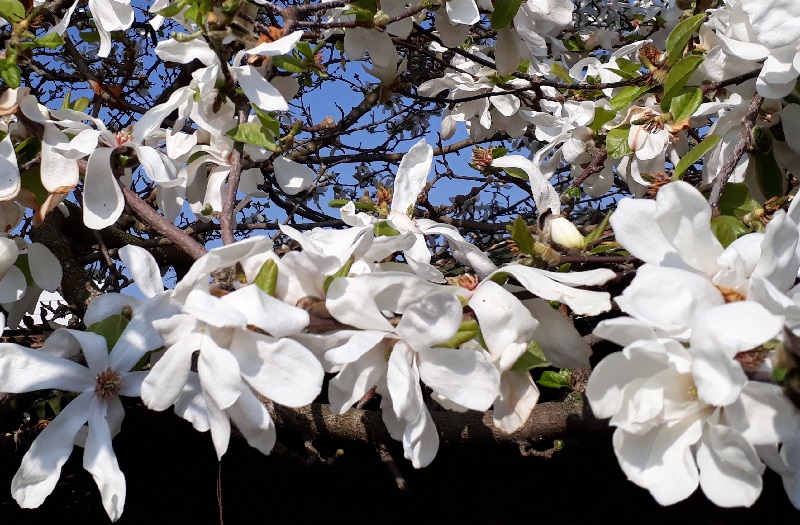 a royal star magnolia tree covered in blossom makes a magnificent show at the beginning of the season