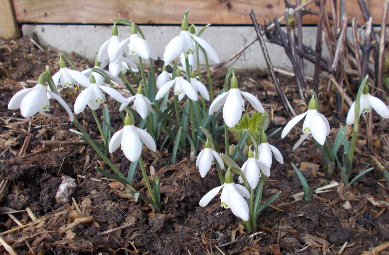 snowdrops with their delicate white flowers are the first spring bulbs to grace the garden