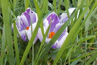 crocus blossoms burst from a cold winter soil as the weather warms up