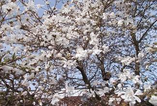 a magnolia tree covered in early spring blossoms