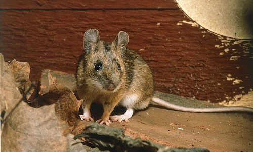 a mouse that commonly ventures into homes to eat food and find warmth