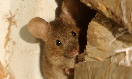 a mouse, always on the look out for food and danger, considers his next actions