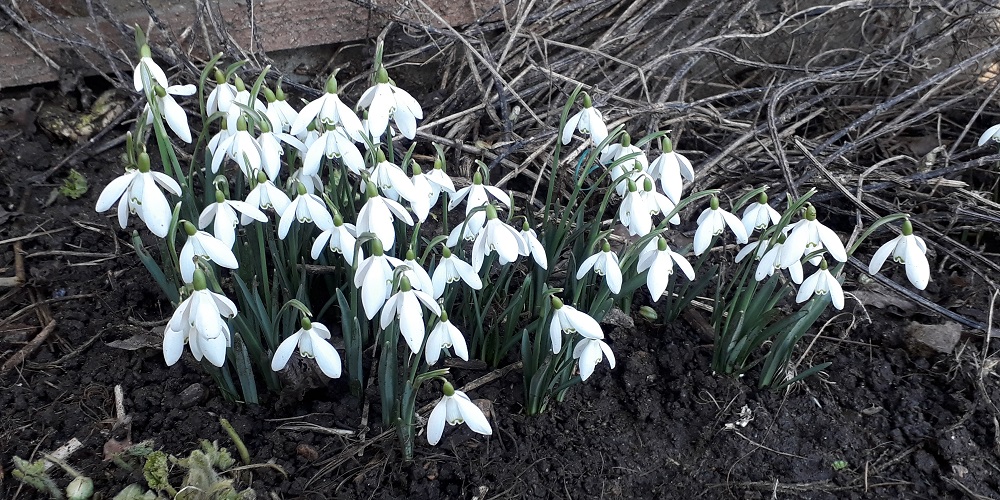traditional snowdrops with their white bobbing heads are the first to appear after the winter