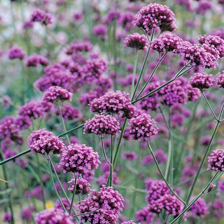 verbena bonariensis, ideal for height and shape in the full sun flower bed