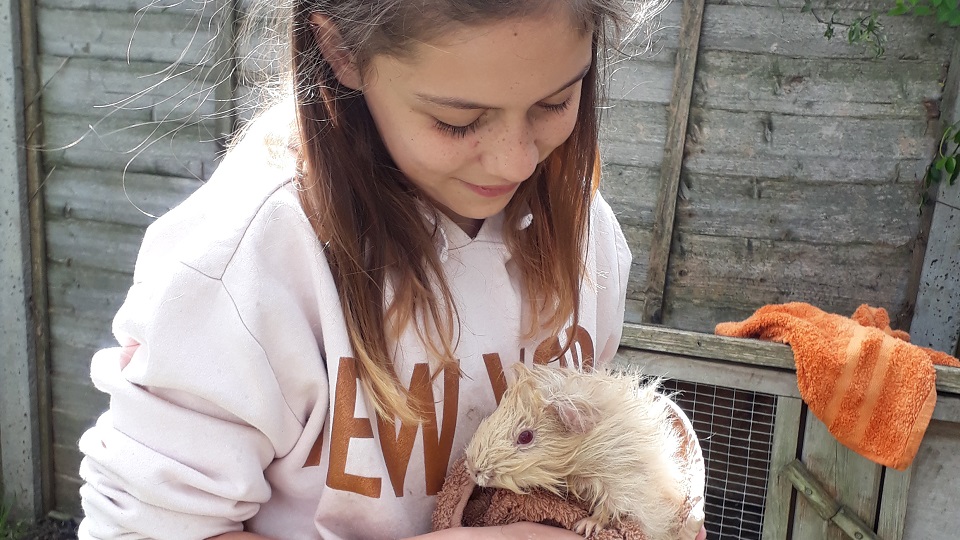 Izzy rubs a wet guinea pig dry before returning it to its cage for a treat of fresh grass and vegetables 