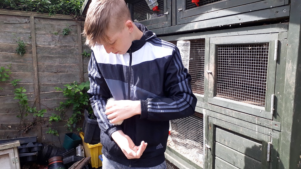 George,a Young Volunteer for Porridge and Rice, handles the young albino African Pygmy Hedgehog 