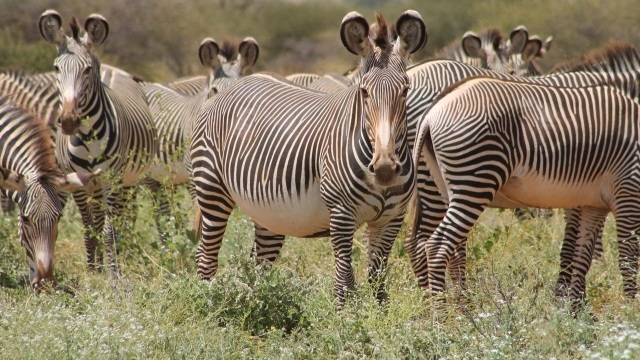 the endangered Grevy zebra of eastern Africa